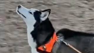 Rescued blind dog runs free in emotional moment