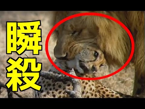 ライオンvsチーター 油断したチーターはライオンに瞬殺される Youtube