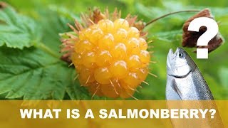 What are Salmonberries? | Fruits You Probably Never Heard Of | Ep. 2