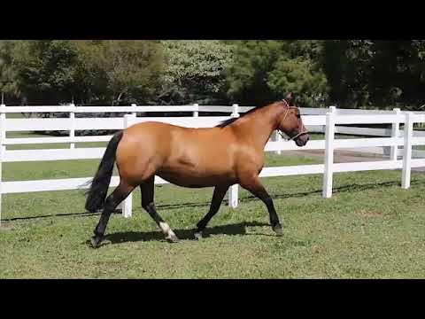 Lote 12 - PO Candelária