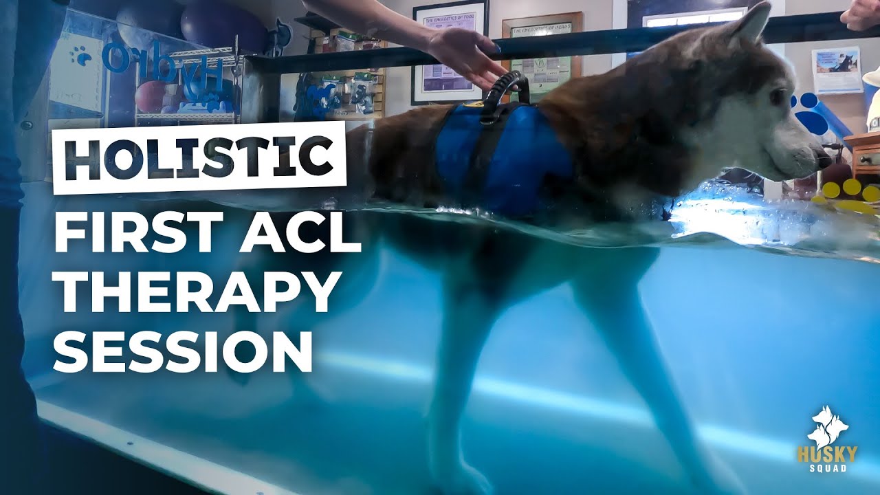 Dog Acl Recovery Without Surgery Husky Squad Vlog Youtube Dog Acl Recovery Without Surgery Husky Squad Vlog Youtube