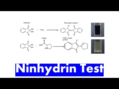 Video: Kaip ninhidrinas nudažo aminorūgštis?
