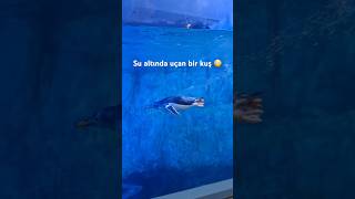 hiç penguen gördünüz mü? ✨🐧 #penguin #akvaryum #sevimlihayvanlar