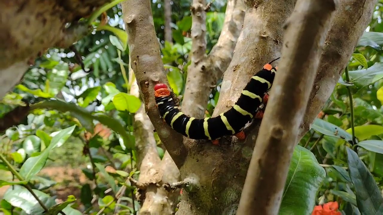 Lagarta da Mariposa (Pseudosphinx tetrio) Rasta caterpillar caterpillar plumeria, pulgão Plumeria