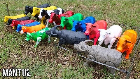 MENEMUKAN INDUK DAN ANAK SAPI, SAPI LUCU, SAPI KARTUN, SAPI JOGET, SAPI MOO, SAPI GRANDONG, HAMSTER