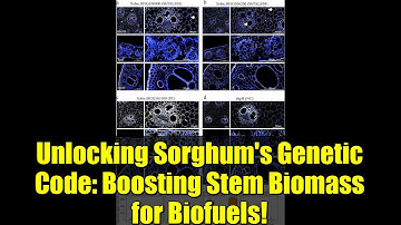 Unlocking Sorghum