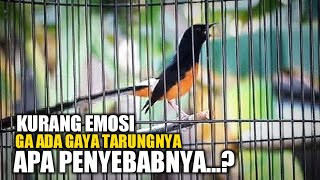 Download Mp3 solusi murai batu kurang emosi dan ga ada gaya tarungnya Gudang lagu Download Mp3 solusi murai batu kurang emosi dan ga ada gaya tarungnya