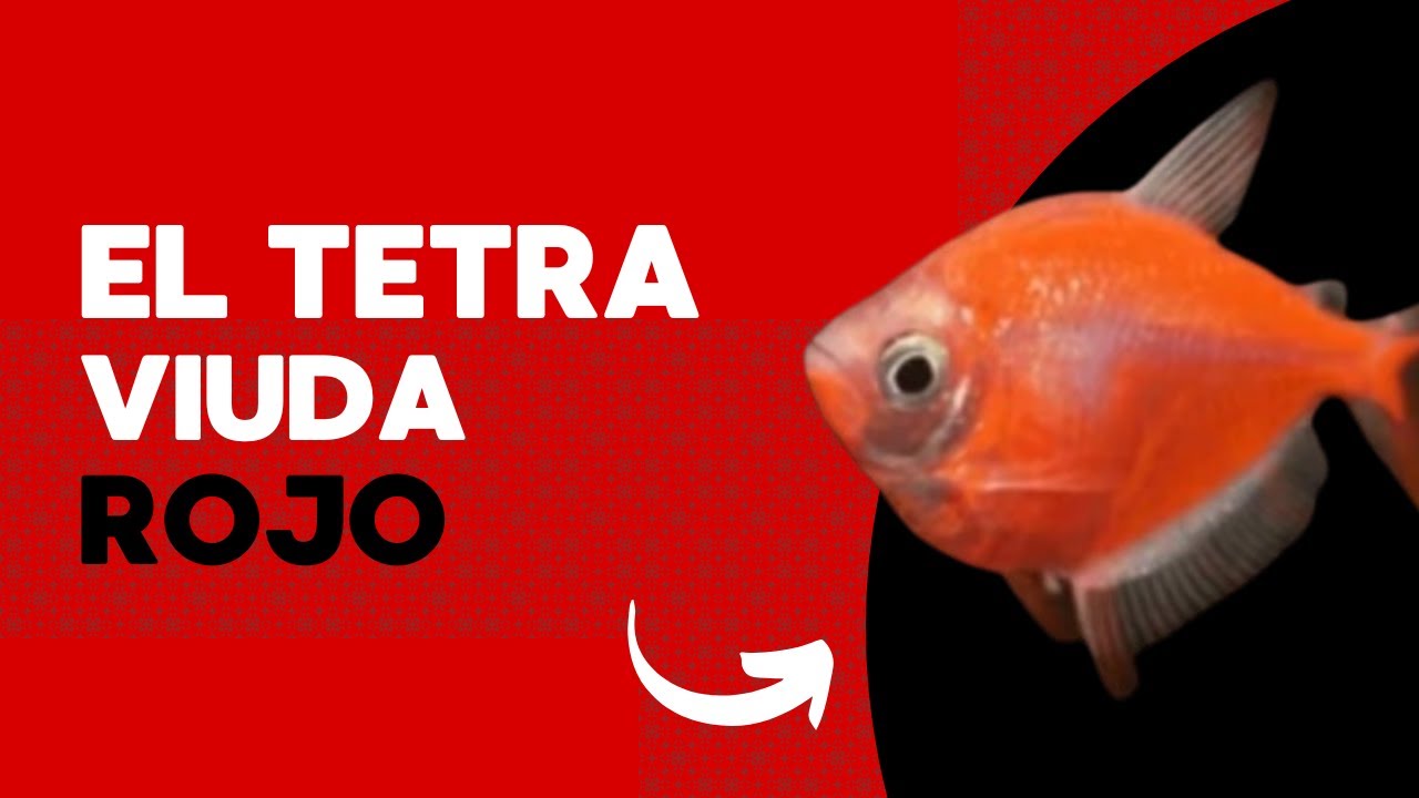 ¡Este pez rojo es más dramático que tu ex! 