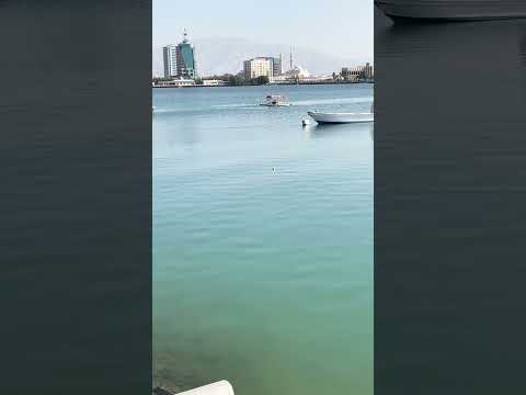 شكد حلو اصيل هميم