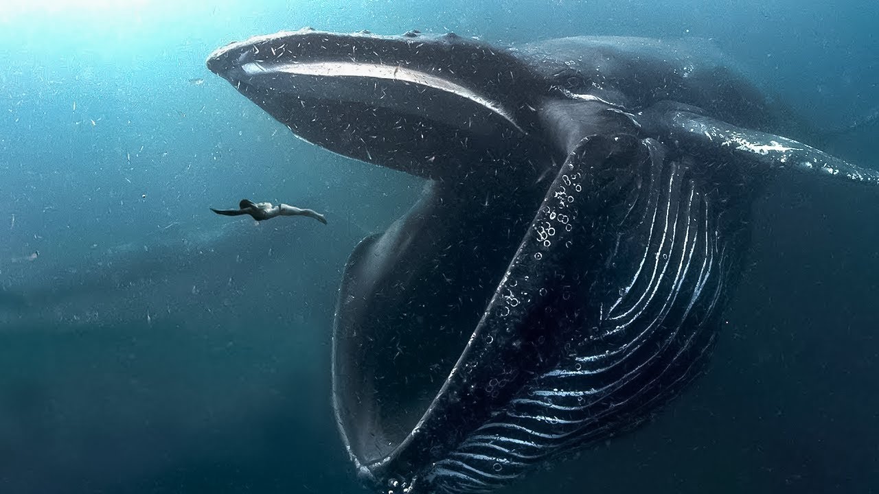 10 BIGGEST Ocean Creatures In The World! - YouTube