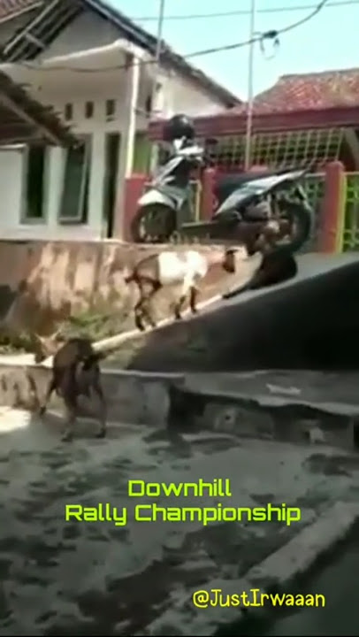 How a Leisurely Goat Channels the Downhill Rally Championship