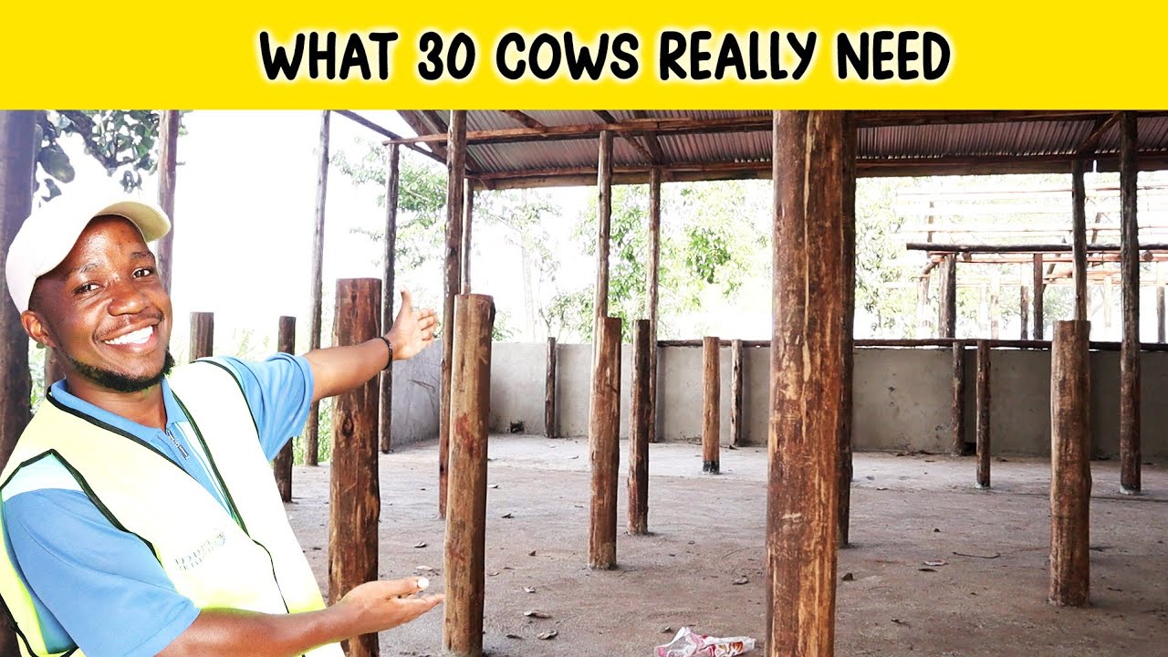 Как построить эффективную молочную ферму на 30 коров для максимальной молочной продуктивности