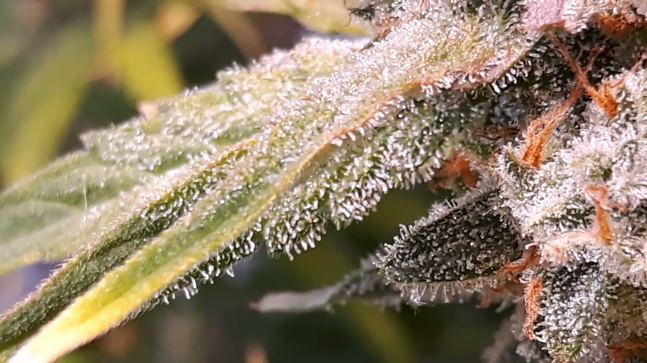 taking a look inside an indoor legal cannabis garden for medicinal purposes