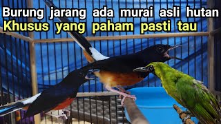 Download Lagu BURUNG JARANG ADA MURAI BARU ASLI HUTAN❗❗❗ KHUSUS YG PAHAM PASTI TAU❗❗❗❗ MP3