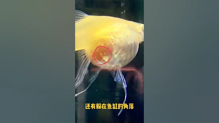 如何判断什么时候生小鱼 - 天天要闻