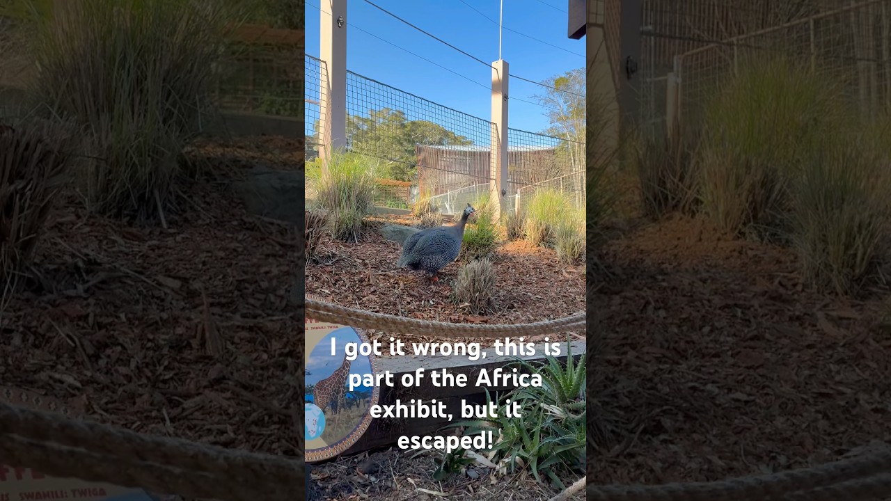 Taronga Zoo Ep 8 - Escaped African bird!
