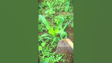 A simple hoe is the right tool for cleaning weeds around corn fields #shorts