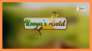 Kenya's Gold Chat | Foot And Mouth Disease [part 2]