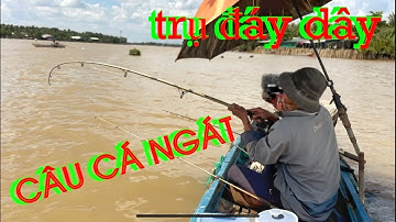 Quá Lợi Hại Khi Câu Cá Ngát Ở Những Trụ Đáy Dây - Nơi Trú Ngụ Rất An Toàn Cho Những Con Cá Ngát Lớn