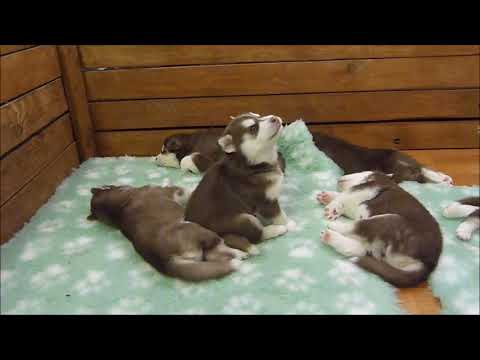 Baby Husky Tries To Howl, Sounds Like A Star Wars Character