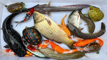 Kem Chanel lái công nông bắt cá ống nước chảy có cá chép, cá trê, axolotl, cá betta, con rùa, ếch