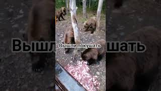 в карелии вот такие ребята #медведи #карелия