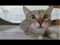 Смешные Коты Лучшие приколы 2017 март Лучшая подборка / Funny cats compilation #49 Good bye