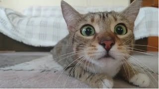 Смешные Коты Лучшие приколы 2017 март Лучшая подборка / Funny cats compilation #49 Good bye Смешные Коты Лучшие приколы 2017 март Лучшая подборка / Funny cats compilation #49 Good bye
