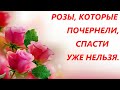 Розы почернели , их спасти нельзя!!! Полный обзор !!!