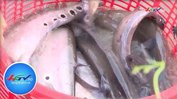 Cá thát lát không hiếm, nhưng có lẽ ngon nhất là ở Hậu Giang | Truyền hình Hậu Giang