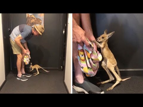 Video: Pet Scoop: Gigantic Bunny Hops In New Home, Orphaned Kangaroo krijgt een surrogaat