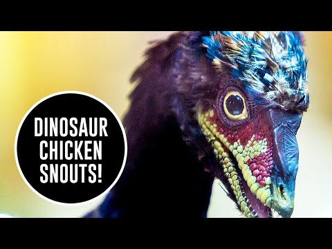 Dinosaur Chicken Experiment: Unlocking the Secrets of the Evolution of the Beak through Embryos!