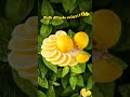 Limonun Tarihçesi 🍋 #limon #lemon #limonata #lemonade #limonunkökeni #keşfet #keşfetbeniöneçıkar