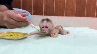 Pure Heart Newborn Baby Monkey Try Best To Eat Nutrient Fruits For Healthy