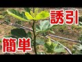 いちじくVlog #24 誘引 SEASON3