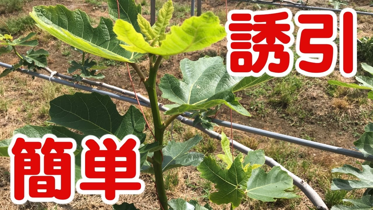 いちじくVlog　#24　誘引　SEASON3