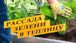 Рассада зелени для теплицы для раннего урожая.