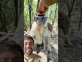 बंदर को टोपी और सोने का चयन और चश्मा पहनना द🤯 #monkey #viral #bandar #trending #ytshorts #shorts
