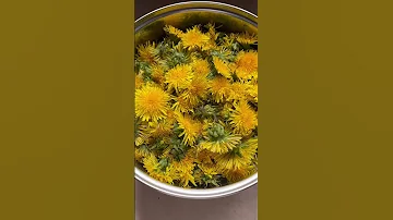 Чай из одуванчика своими руками. Как заготовить чай из одуванчиков.