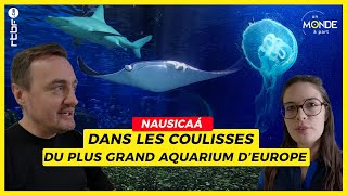 Nausicaa : dans les coulisses du plus grand aquarium d'Europe - Un Monde à part