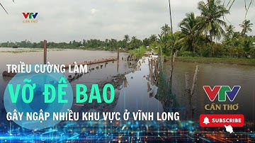 .Vĩnh Long khẩn trương ứng phó triều cường, hàng chục điểm đê bao bị vỡ và sạt lở | VTV CẦN THƠ