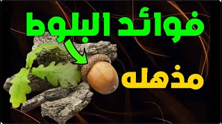 فوائد البلوط - تناولوا البلوط اذا كنتم تعانون من هذه المشاكل الصحية فوائده ستجعلك تتناوله يوميا