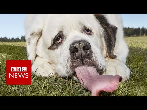 The dog with the world's longest tongue - BBC News