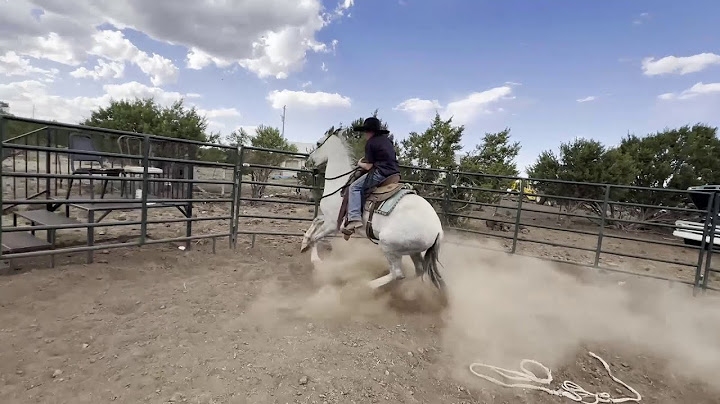 He’s BACK… This Horse Returned After 2 Years! 🐴