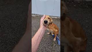 Saluki Pup