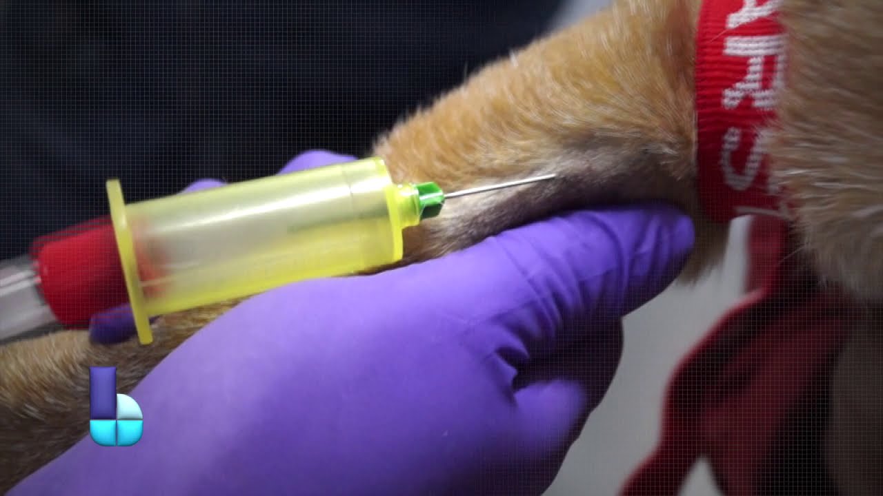 2o Video. Toma de muestra sanguínea. Canino. Laboratorio Laclivet.