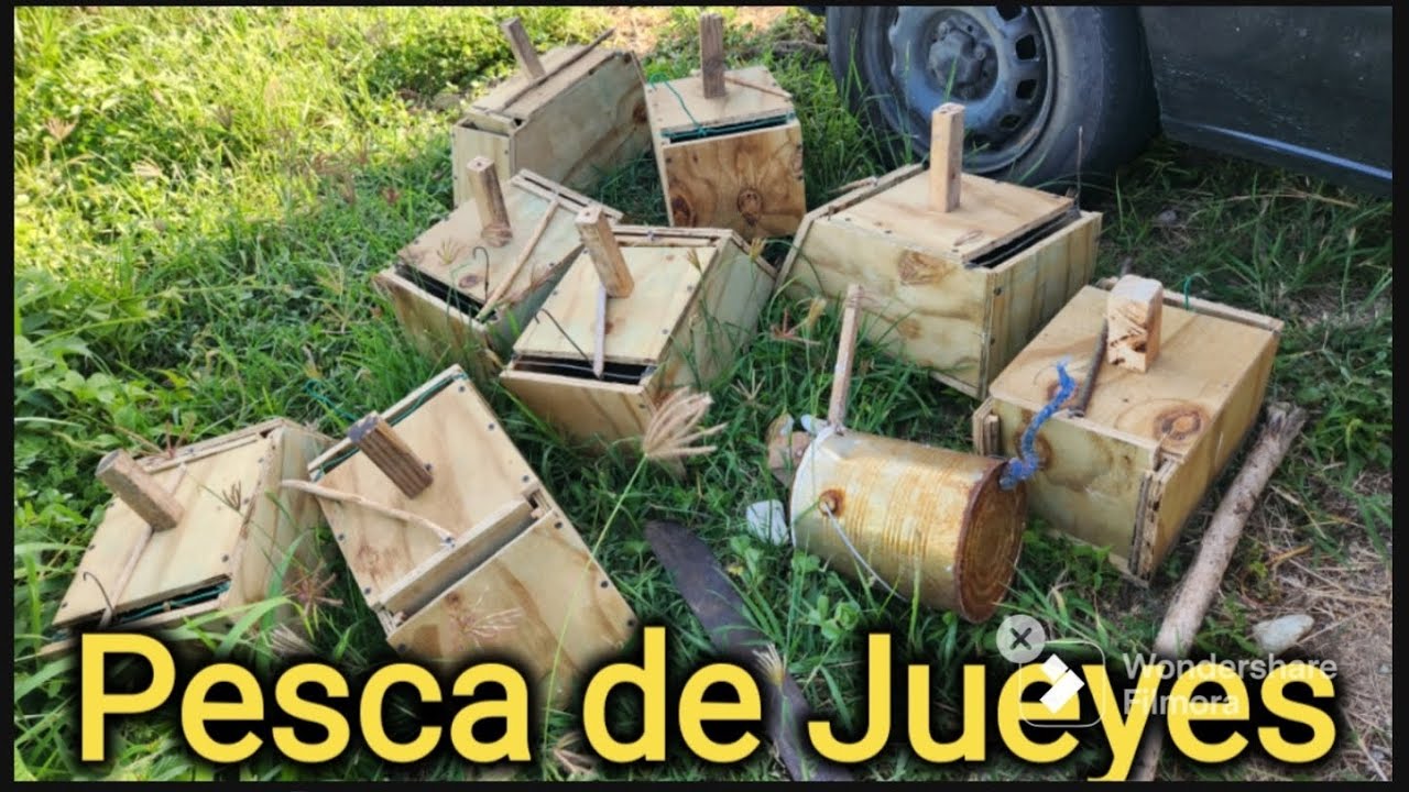 Pesca de Jueyes de Trampa en Puerto Rico 🇵🇷🦀