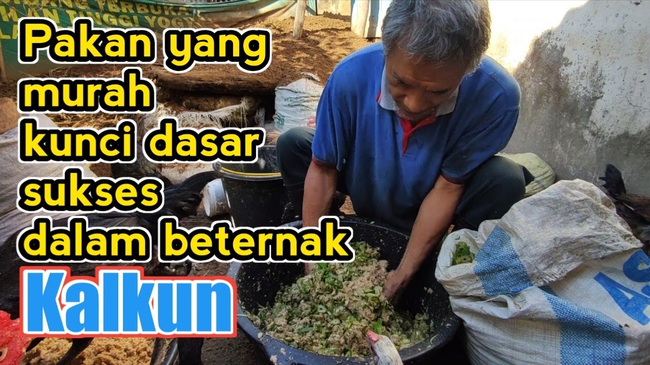Bahan pakan kalkun murah namun palatabilitasnya tinggi
