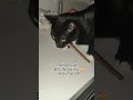 This Kitten Sound Is INSANE 💀 #cats #funny #shorts