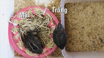 Tiếng chim cút hắc he (King quail) trống và mái